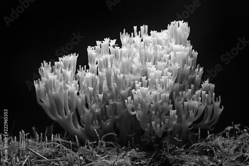 coral mushroom / macro mushroom beautiful nature photo forest