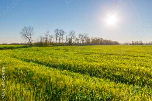 The green spring farmland with wheat and the sun