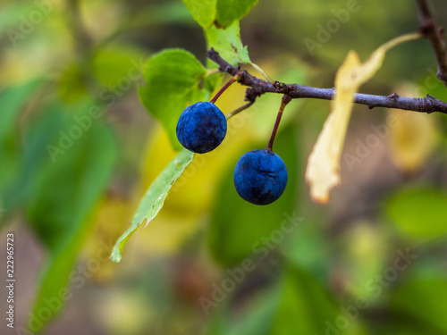 Blackthorn or sloe (Prunus spinosa) berries on a branch close-up. Ripe blue blackthorn berries on a branch. Autumn background.