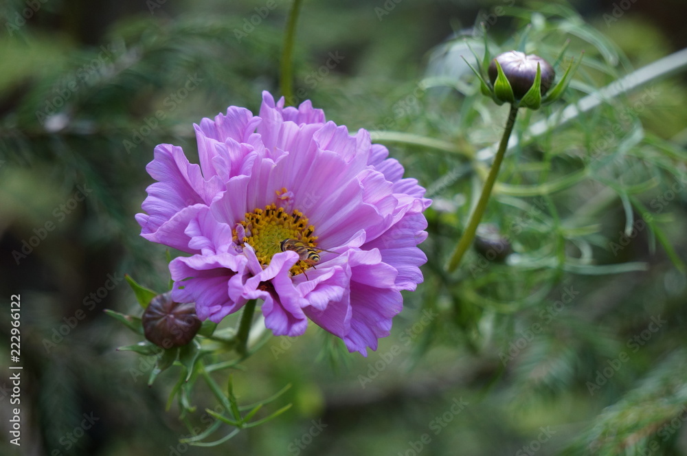 Obraz premium pink flower