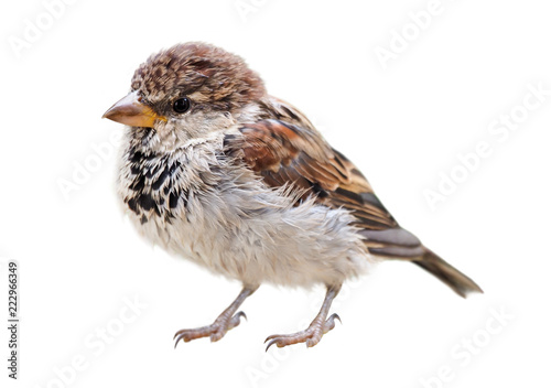 Wet chick of Italian Sparrow (Passer italiae), isolated, with white background