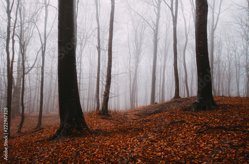 foggy woods on rainy autumn day