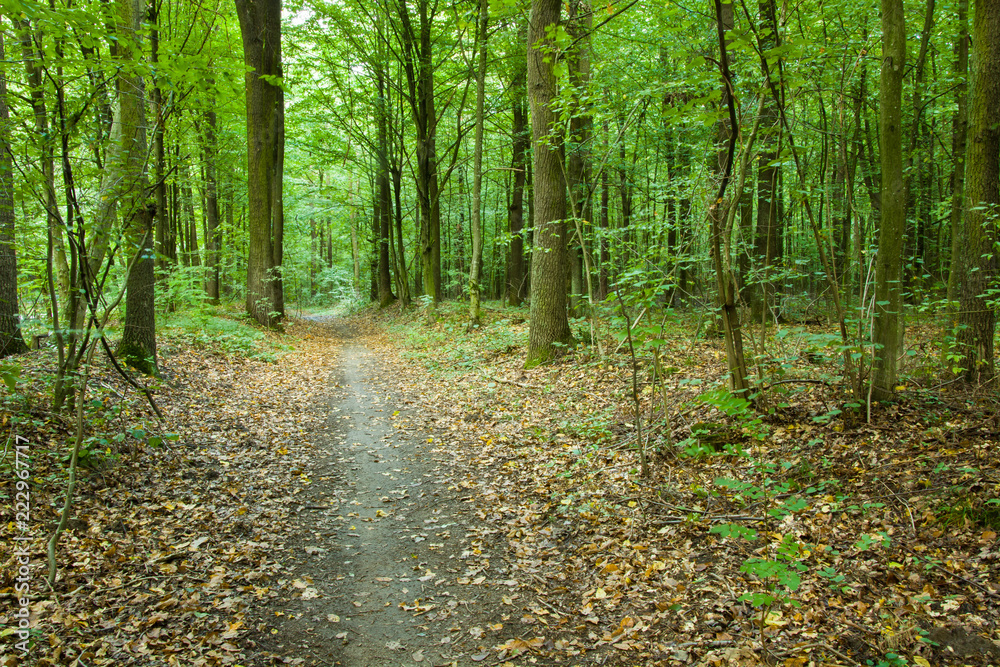 Fototapeta premium Path through the forest and leaves on the ground