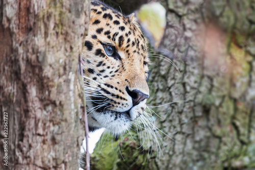 Amur leopard emerges from the trees