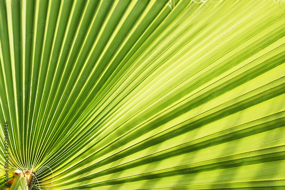 Obraz premium Cropped macro shot of green sugar palm tree leaf strip in sun light. Stripped European fan palm leaves texture in sunshine, exotic plant. Close up, copy space for text, floral background.