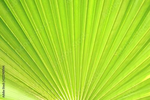 Cropped macro shot of green sugar palm tree leaf strip in sun light. Stripped European fan palm leaves texture in sunshine  exotic plant. Close up  copy space for text  floral background.