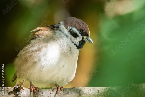 Sparrow on a branch © alexbush