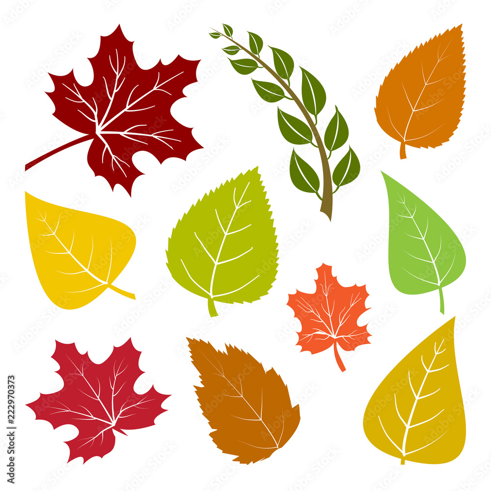 Set of autumn colorful different leaves. Vector illustration