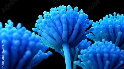 3d rendered medically accurate illustration of aspergillus mold photo