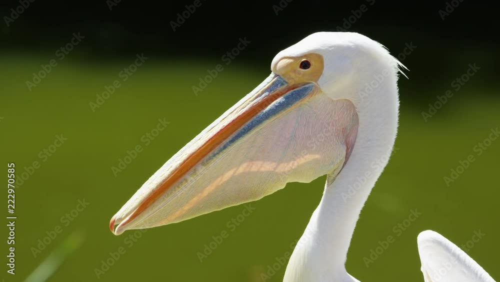 Portrait of a white pelican in slow motion Portrait of a white pelican in slow motion
