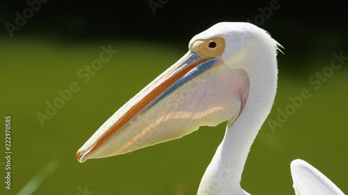 Portrait of a white pelican in slow motion