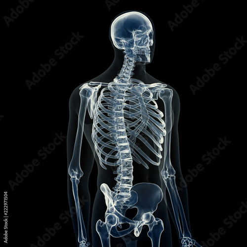 3d rendered medically accurate illustration of the male skeleton