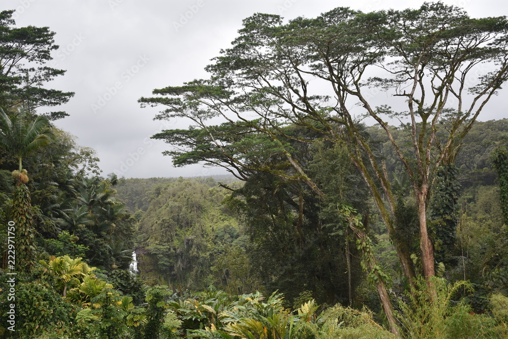 Fototapeta premium Akaka Waterfalls Big Island Hawaii USA