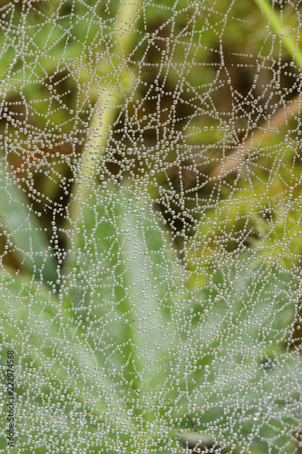 cobweb dew drop of water