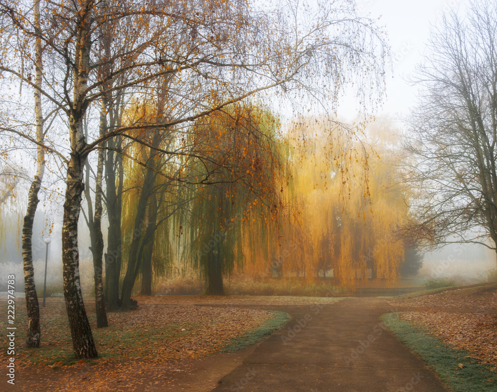 Alley with birch trees and weeping willow in autumn park. Misty foggy autumn day