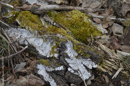 moss on birch bark in forest textural