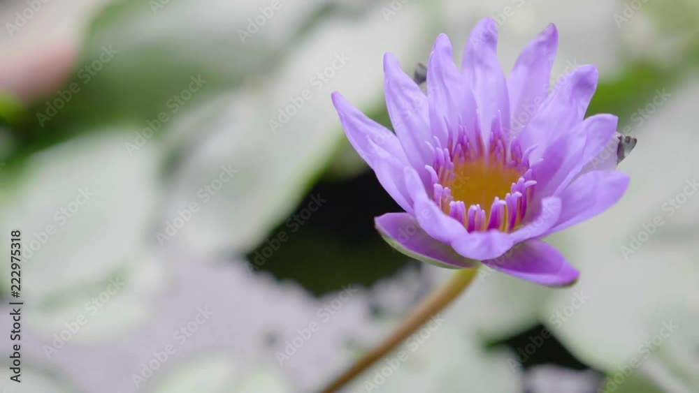 Purple lotus flower with green leaf in the pond. Purple lotus flower with green leaf in the pond.