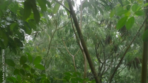 wind and rain footage.