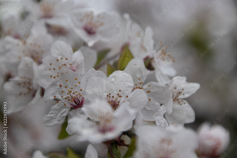 Cherry Blossom in Bloom With Morning Dew