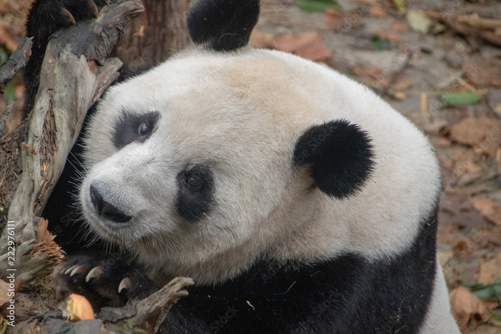 Fototapeta premium Chinese Pandas