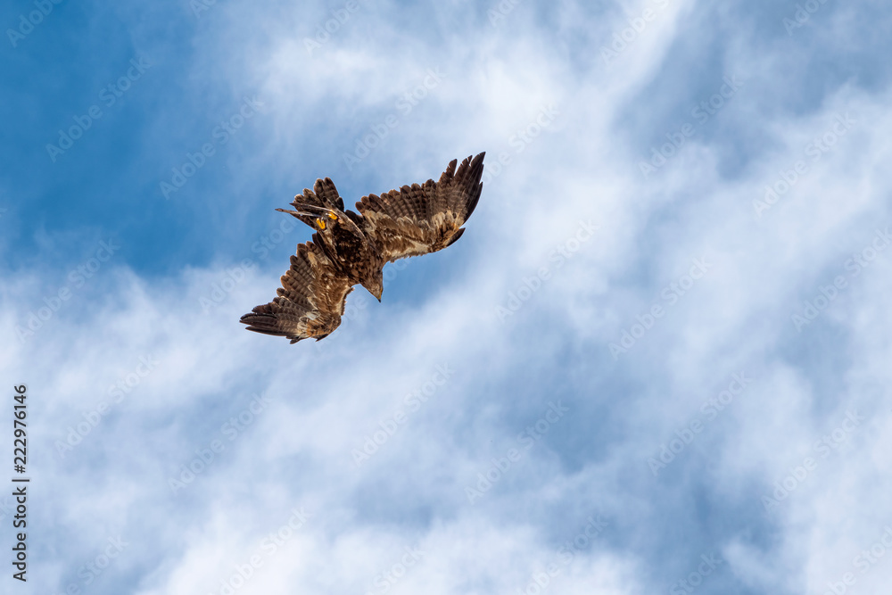 Obraz premium falcon in flight