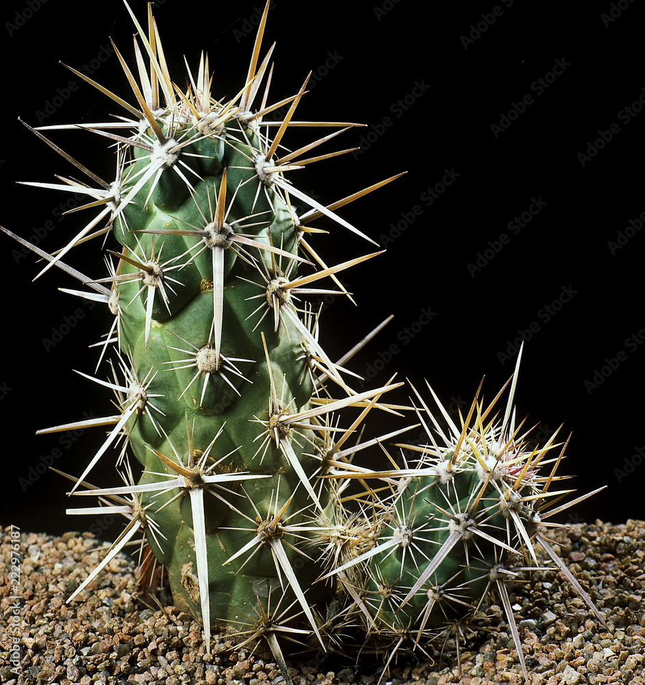 Cactus. Echinocereus brandegeei. A unique studio photographing with a beautiful imitation of natural conditions on a black background. Cactus. Echinocereus brandegeei. A unique studio photographing with a beautiful imitation of natural conditions on a black background.