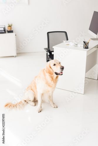golden retriever dog sitting on floor near table in office
