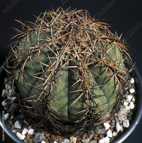 Cactus. Echinocactus horizonthalonius in pot. A unique studio photographing with a beautiful  imitation of natural conditions on a black background. photo