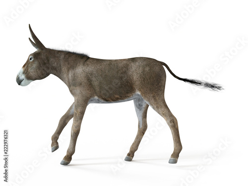 3d rendered illustration of a donkey