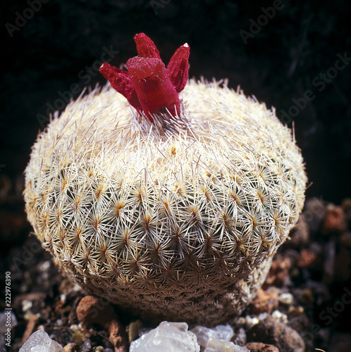 Cactus. Epithelantha micromeris v. neomexicana with fruit. A unique studio photographing with a beautiful  imitation of natural conditions on a black background. photo