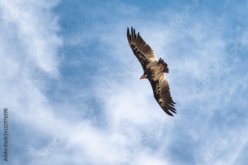 vulture in flight © Filip Olejowski