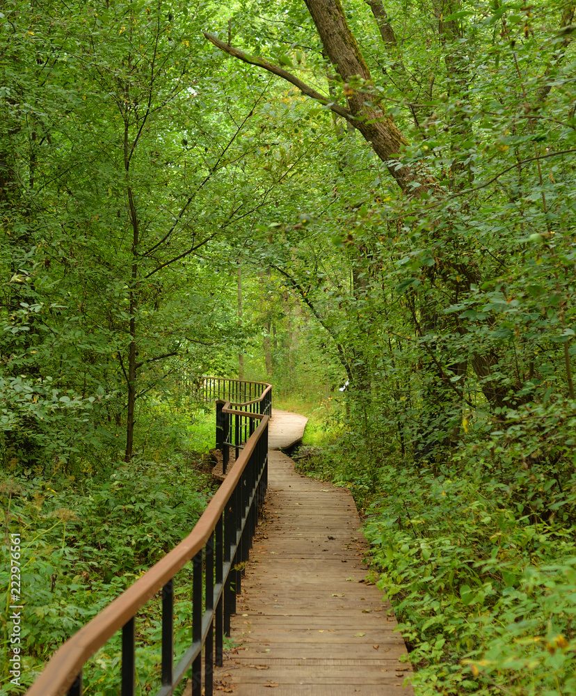 Ecological path in deciduous forest at summer. Ecological path in deciduous forest at summer.