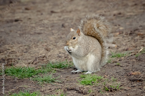 Eating squirrel