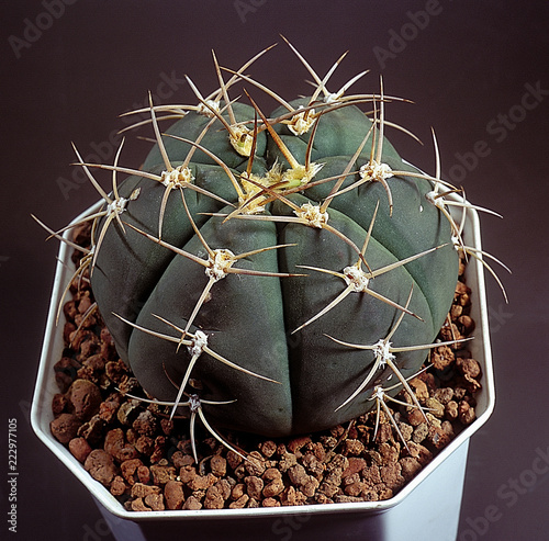 Cactus. Gymnocalycium horstii in pot. A unique studio photographing with a beautiful  imitation of natural conditions on a dark background.