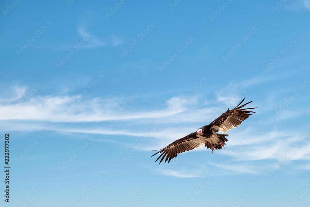 Obraz premium vulture in flight