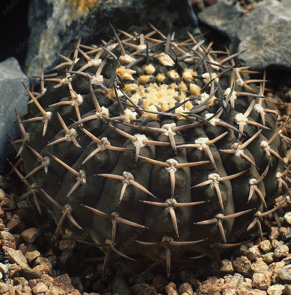 Cactus Gymnocalycium Natural – Colores Y Formas Únicas, Fácil Cuidado, Ideal Para Decoración De Interiores