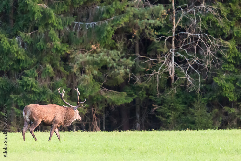 Fototapeta premium Red deer stag with big horns against green forest. Cervus Elaphus. Natural habitat.