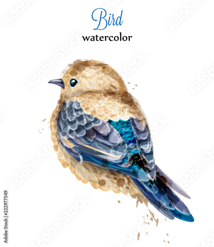 Watercolor bird Vector. Colorful painted style illustrations