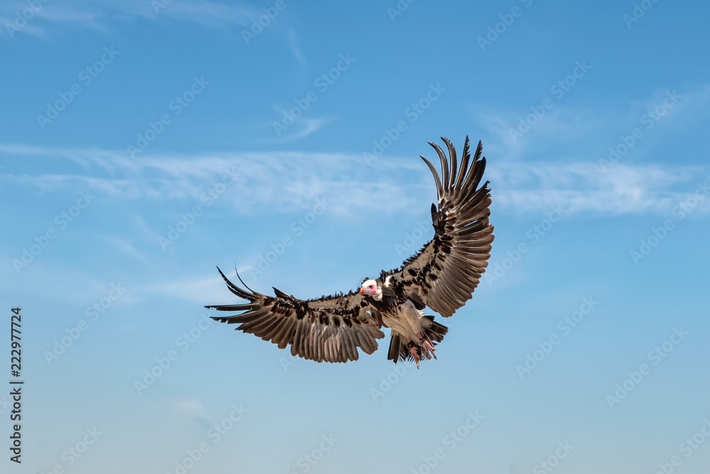Obraz premium vulture in flight