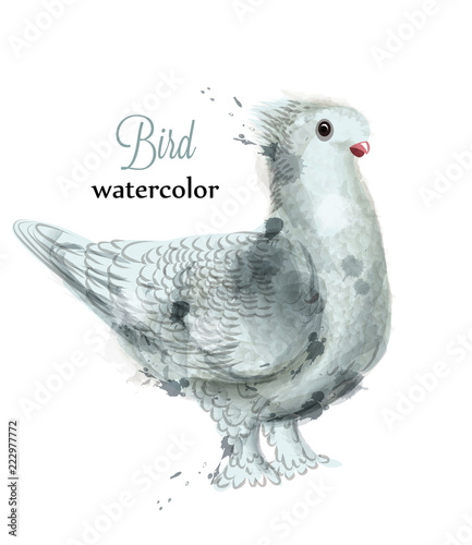 Dove watercolor Vector. Sweet bird painted style illustrations