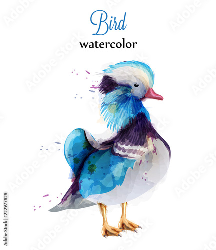 Mandarine duck watercolor Vector. Colorful painted style illustrations