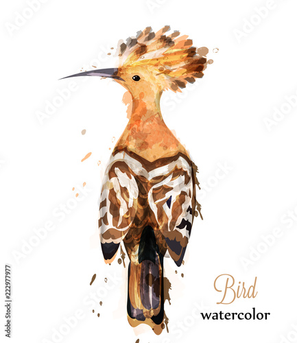 Hoopoe bird watercolor Vector. Colorful painted style illustrations