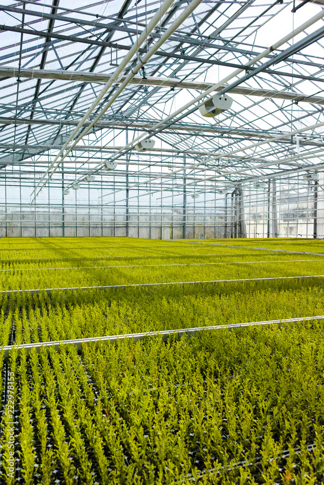Cupressus macrocarpa Goldcrest house conifer young plants growing in