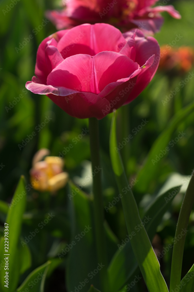 Netherlands,Lisse, a close up of a flower Netherlands,Lisse, a close up of a flower