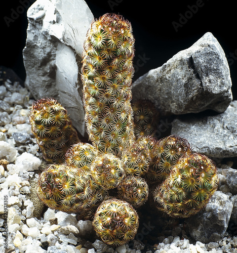Cactus. Mammillaria elongata. A unique studio photographing with a beautiful  imitation of natural conditions on a stones and black background.