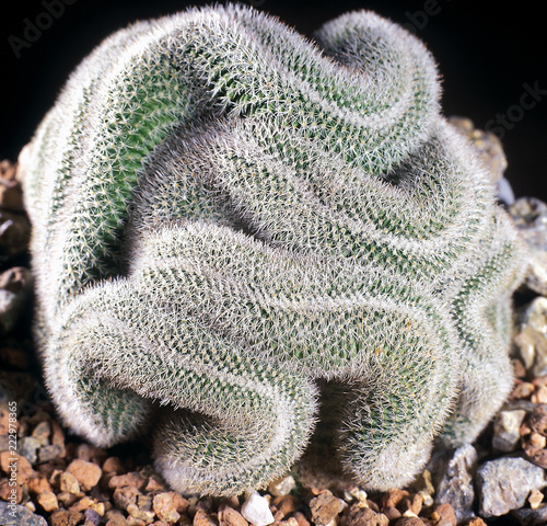 Cactus. Mammillaria geminispina cristata. A unique studio photographing with a beautiful  imitation of natural conditions on a stones background. photo