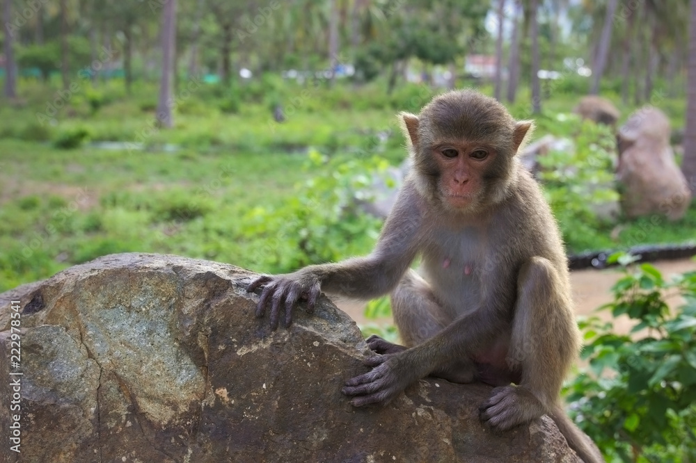 monkey on stone monkey on stone
