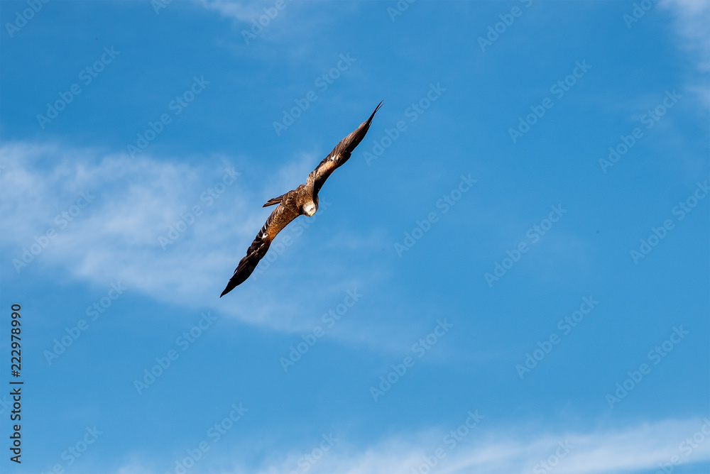 American eagle in flight American eagle in flight