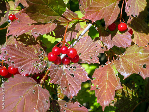 Bunches of red viburnum in the autumn garden in sunny weather. photo