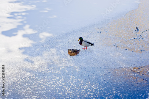 Two ducks on ice